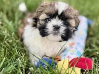 Vivi, a female Shih Tzu for sale in Sturgis, MI – 7 of 10