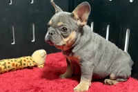 Nova, a female French Bulldog for sale in Sturgis, MI – 7 of 9