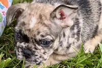 Snickers, a male French Bulldog for sale in Sturgis, MI – 5 of 10