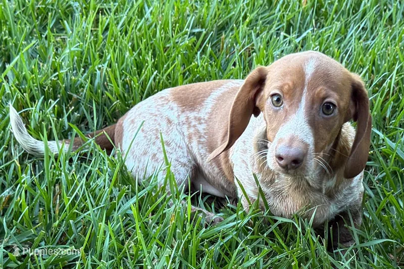 Martha  – Dachshund puppy for sale in Sturgis, MI