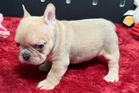 Walter, a male French Bulldog for sale in Sturgis, MI – 9 of 9