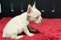 Dell , a male French Bulldog for sale in Sturgis, MI – 6 of 10