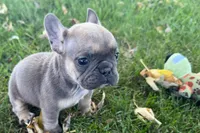 Nina, a female French Bulldog for sale in Sturgis, MI – 7 of 8