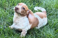 Master, a female Dachshund for sale in Sturgis, MI – 2 of 9