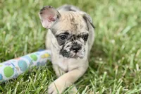 Sadie, a female French Bulldog for sale in Sturgis, MI – 3 of 10
