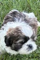 Iron, a male Shih Tzu for sale in Sturgis, MI – 2 of 6