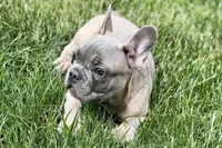 Elvis, a male French Bulldog for sale in Sturgis, MI – 6 of 10