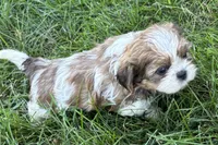 Irv, a male Shih Tzu for sale in Sturgis, MI – 4 of 6