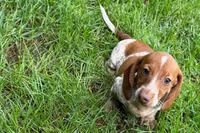 Martha , a female Dachshund for sale in Sturgis, MI – 2 of 5