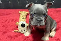 Hedie, a female French Bulldog for sale in Sturgis, MI – 10 of 10