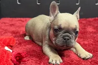 Wendy, a female French Bulldog for sale in Sturgis, MI – 10 of 10
