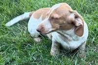 Master, a female Dachshund for sale in Sturgis, MI – 8 of 9