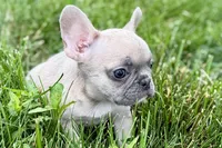 Jade, a female French Bulldog for sale in Sturgis, MI – 9 of 9