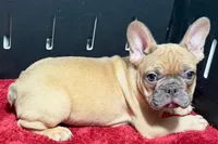 Yack, a male French Bulldog for sale in Sturgis, MI – 3 of 10