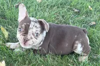 Albert, a  French Bulldog for sale in Sturgis, MI – 3 of 10