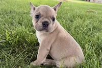 Flutter, a female French Bulldog for sale in Sturgis, MI – 2 of 10