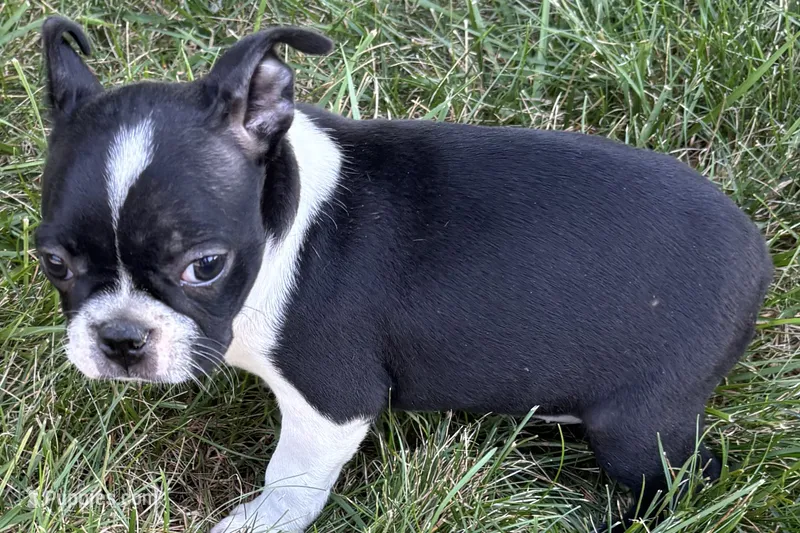 Daisy – Boston Terrier puppy for sale in Sturgis, MI