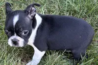 Daisy, a female Boston Terrier for sale in Sturgis, MI – 1 of 8