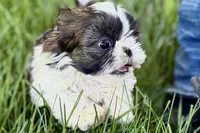 Vada, a female Shih Tzu for sale in Sturgis, MI – 6 of 10