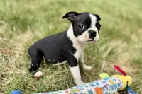 Nessa , a female Boston Terrier for sale in Sturgis, MI – 5 of 9