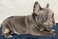 Flower, a female French Bulldog for sale in Sturgis, MI – 10 of 10