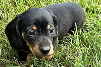 Winston, a male Dachshund for sale in Sturgis, MI – 7 of 10