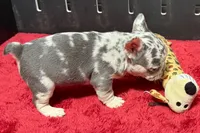 Hulu, a female French Bulldog for sale in Sturgis, MI – 9 of 10
