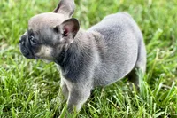 Star, a female French Bulldog for sale in Sturgis, MI – 7 of 10