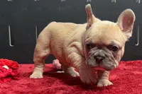 Wesley , a male French Bulldog for sale in Sturgis, MI – 6 of 9