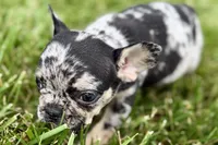 Tiny, a female French Bulldog for sale in Sturgis, MI – 4 of 10