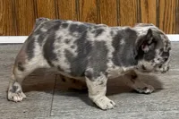 Quinn, a female French Bulldog for sale in Sturgis, MI – 4 of 10