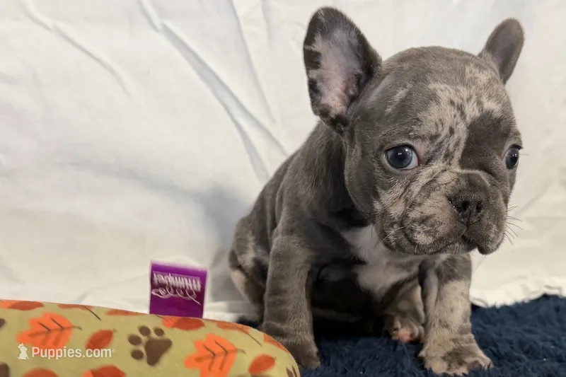 Flower – French Bulldog puppy for sale in Sturgis, MI