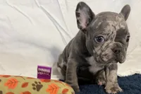 Flower, a female French Bulldog for sale in Sturgis, MI – 1 of 10