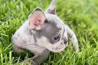 Tucker, a male French Bulldog for sale in Sturgis, MI – 7 of 10