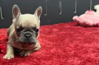 Wendy, a female French Bulldog for sale in Sturgis, MI – 4 of 10