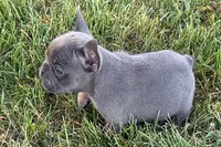 Alan, a male French Bulldog for sale in Sturgis, MI – 2 of 10