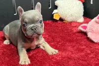 Willow, a female French Bulldog for sale in Sturgis, MI – 4 of 10