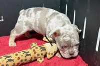 Lou, a male French Bulldog for sale in Sturgis, MI – 8 of 10