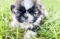 Violet, a female Shih Tzu for sale in Sturgis, MI – 5 of 10