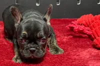 Yarma , a female French Bulldog for sale in Sturgis, MI – 2 of 8