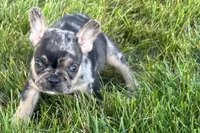 Clem, a male French Bulldog for sale in Sturgis, MI – 8 of 9