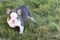 Chandler , a male French Bulldog for sale in Sturgis, MI – 4 of 10
