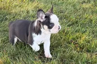 Chandler , a male French Bulldog for sale in Sturgis, MI – 9 of 10