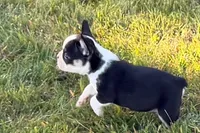 Cecil, a male French Bulldog for sale in Sturgis, MI – 2 of 9