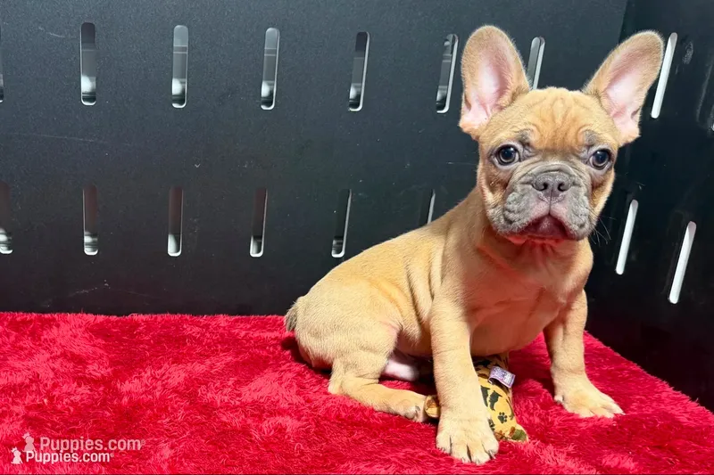 Yack – French Bulldog puppy for sale in Sturgis, MI