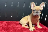 Yack, a male French Bulldog for sale in Sturgis, MI – 6 of 10