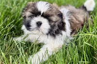 Vail, a female Shih Tzu for sale in Sturgis, MI – 7 of 10