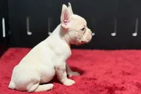 Dell , a male French Bulldog for sale in Sturgis, MI – 3 of 10