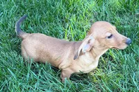 Mavey, a female Dachshund for sale in Sturgis, MI – 8 of 10