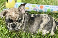 Snickers, a male French Bulldog for sale in Sturgis, MI – 2 of 10